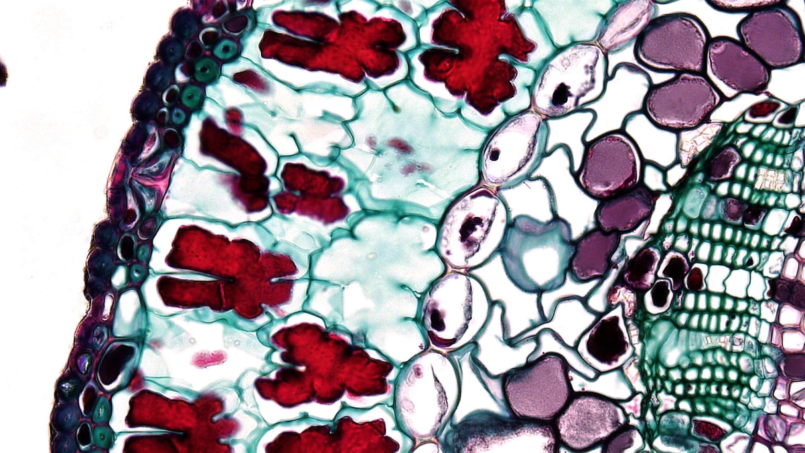 Cell